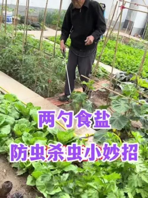 学校开展蔬菜种植活