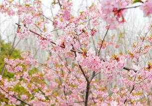 日本樱花节的时间和