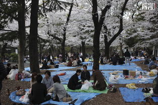 日本樱花节的历史来